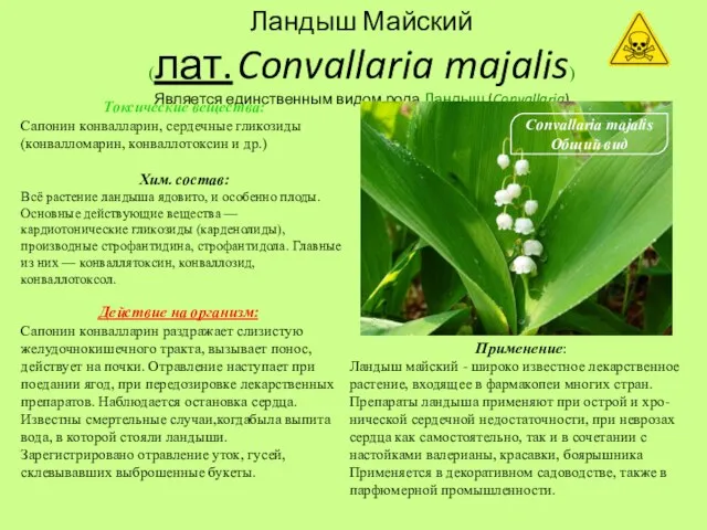 Ландыш Майский (лат. Convallaria majalis) Является единственным видом рода Ландыш (Convallaria)