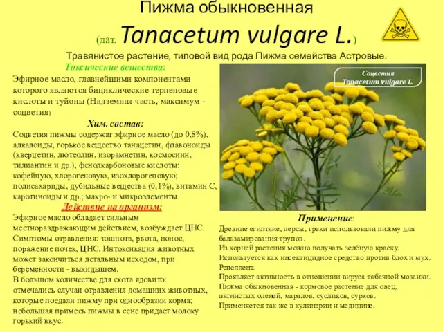 Пижма обыкновенная (лат. Tanacetum vulgare L.) Травянистое растение, типовой вид рода