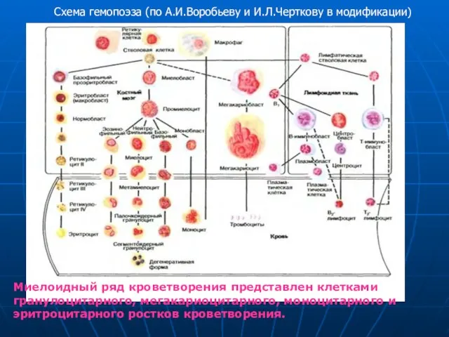 Схема гемопоэза (по А.И.Воробьеву и И.Л.Черткову в модификации) Миелоидный ряд кроветворения