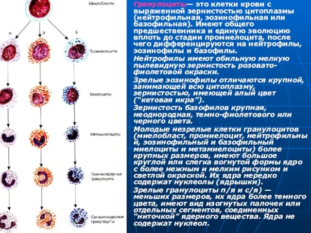 Гранулоциты— это клетки крови с выраженной зернистостью цитоплазмы (нейтрофильная, эозинофильная или