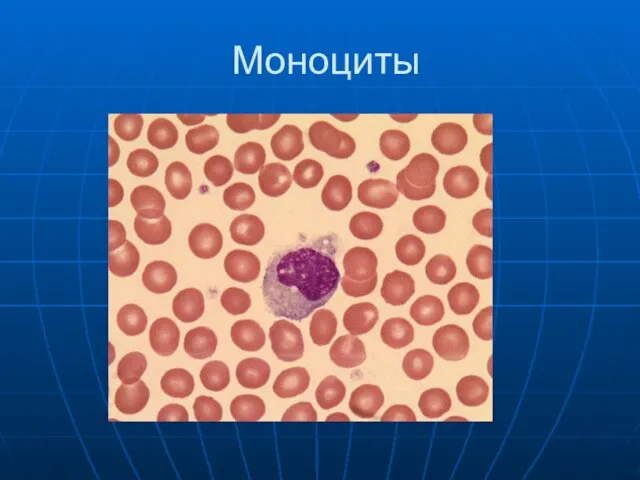 Моноциты