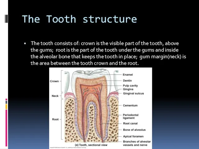 The Tooth structure The tooth consists of: crown is the visible