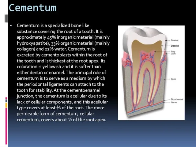 Cementum Cementum is a specialized bone like substance covering the root