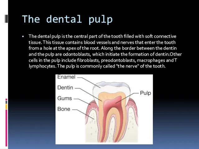 The dental pulp The dental pulp is the central part of