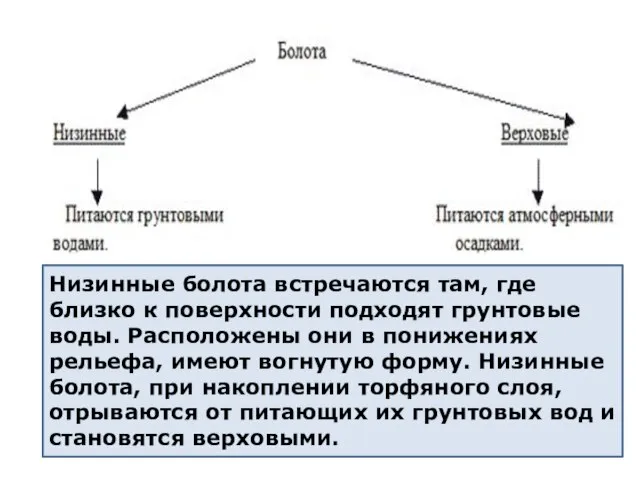 Низинные болота встречаются там, где близко к поверхности подходят грунтовые воды.