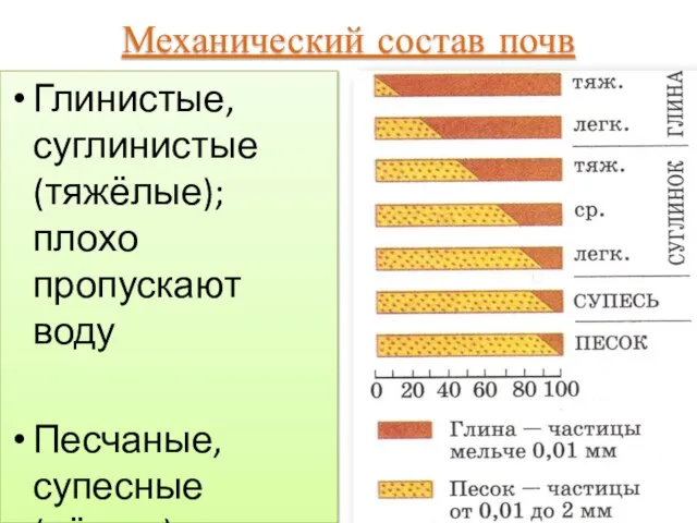 Механический состав почв Глинистые, суглинистые (тяжёлые); плохо пропускают воду Песчаные, супесные (лёгкие); легко пропускают воду