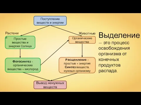 Выделение — это процесс освобождения организма от конечных продуктов распада. Растения