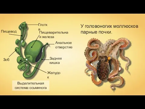 Выделительная система осьминога У головоногих моллюсков парные почки. Пищевод Желудок Зоб