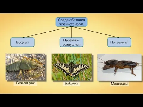 Среда обитания членистоногих Почвенная Наземно-воздушная Бабочка Водная Речной рак Galia ^ Olei Медведка George Chernilevsky