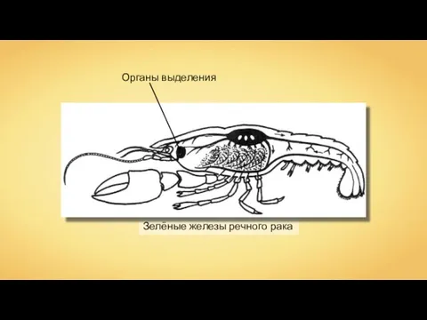 Зелёные железы речного рака Органы выделения