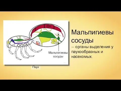 Паук Wassily Мальпигиевы сосуды — органы выделения у паукообразных и насекомых. Мальпигиевы сосуды