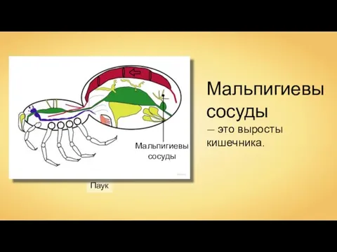 Паук Wassily Мальпигиевы сосуды Мальпигиевы сосуды — это выросты кишечника.