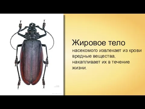Didier Descouens Жировое тело насекомого извлекает из крови вредные вещества, накапливает их в течение жизни.