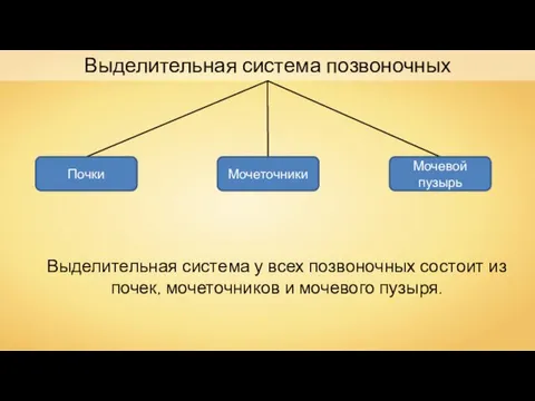 Выделительная система позвоночных Выделительная система у всех позвоночных состоит из почек,