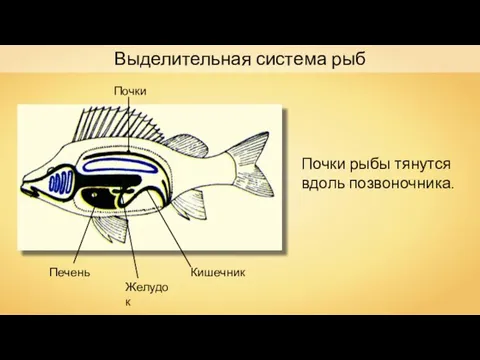 Желудок Печень Почки Кишечник Почки рыбы тянутся вдоль позвоночника. Выделительная система рыб