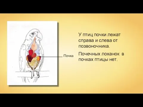 Почечных лоханок в почках птицы нет. У птиц почки лежат справа и слева от позвоночника. Почка