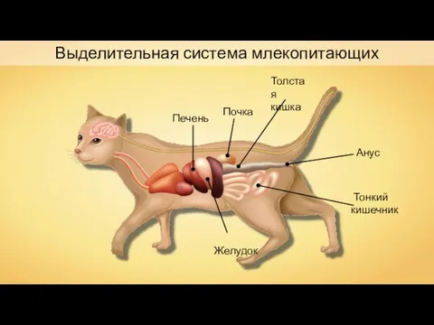 Печень Толстая кишка Желудок Анус Тонкий кишечник Почка Выделительная система млекопитающих