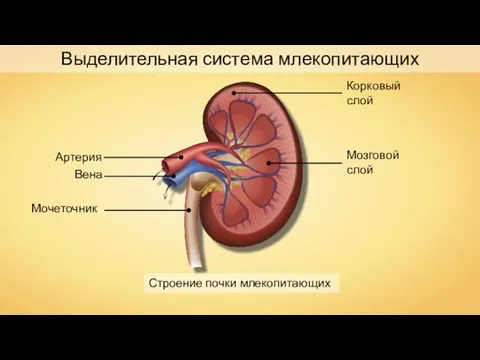 Выделительная система млекопитающих Строение почки млекопитающих Артерия Вена Мочеточник Корковый слой Мозговой слой