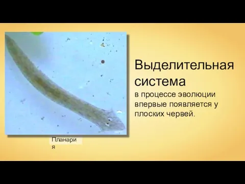 Планария Mike6271 Выделительная система в процессе эволюции впервые появляется у плоских червей.