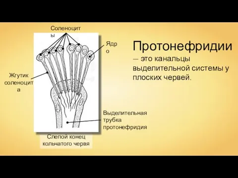 Слепой конец кольчатого червя Соленоциты Выделительная трубка протонефридия Ядро Жгутик соленоцита