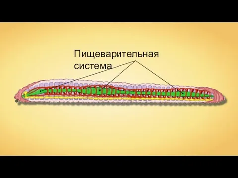 Пищеварительная система