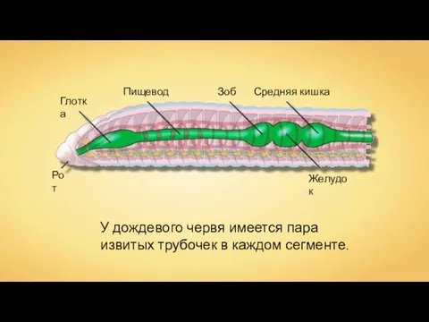 Глотка Пищевод Зоб Средняя кишка Желудок Рот У дождевого червя имеется