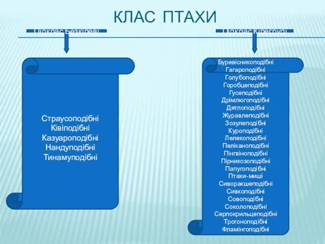 КЛАС ПТАХИ Підклас Безкілеві Підклас Кілегруді Страусоподібні Ківіподібні Казуароподібні Нандуподібні Тинамуподібні