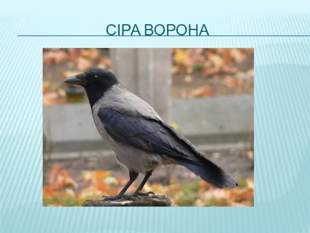 СІРА ВОРОНА