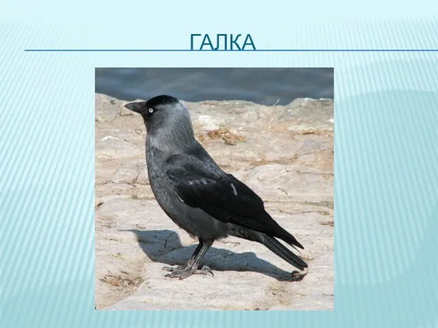 ГАЛКА