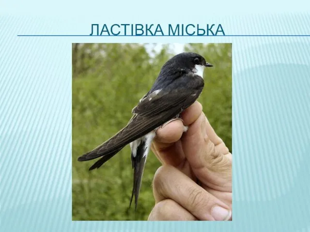 ЛАСТІВКА МІСЬКА