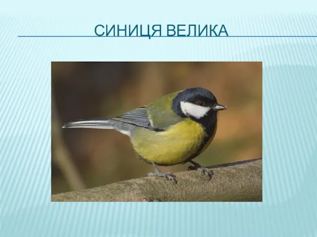 СИНИЦЯ ВЕЛИКА