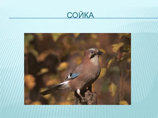 СОЙКА