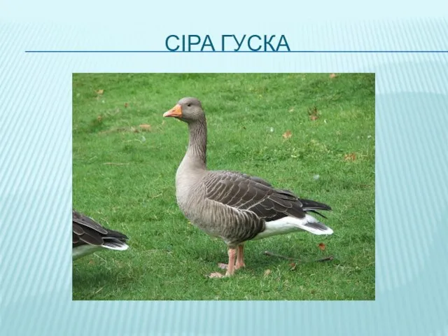 СІРА ГУСКА