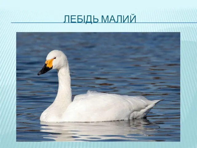 ЛЕБІДЬ МАЛИЙ