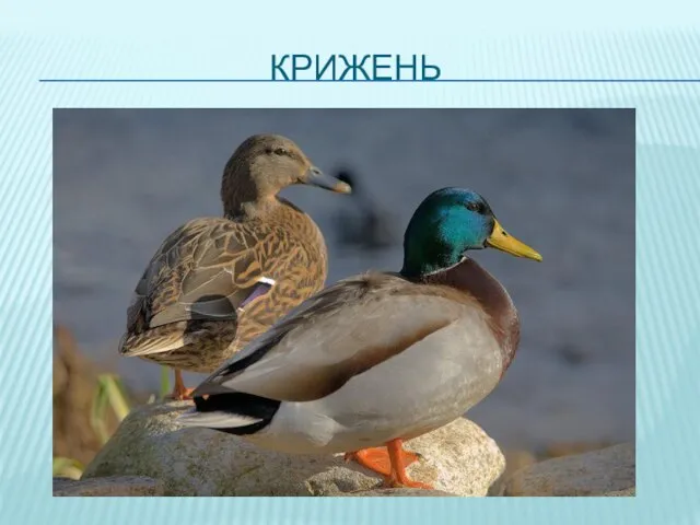 КРИЖЕНЬ