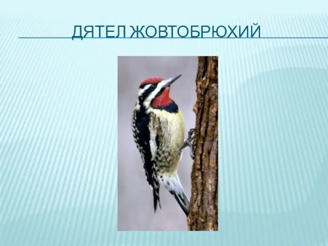 ДЯТЕЛ ЖОВТОБРЮХИЙ