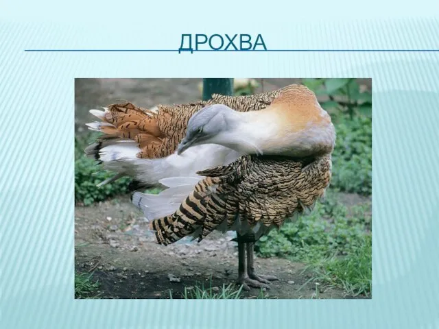 ДРОХВА