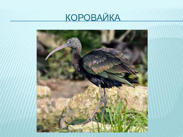 КОРОВАЙКА