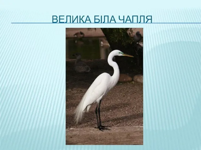 ВЕЛИКА БІЛА ЧАПЛЯ