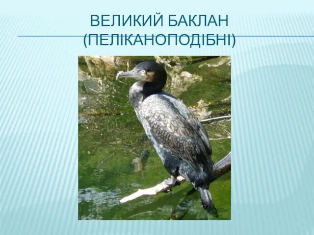 ВЕЛИКИЙ БАКЛАН (ПЕЛІКАНОПОДІБНІ)