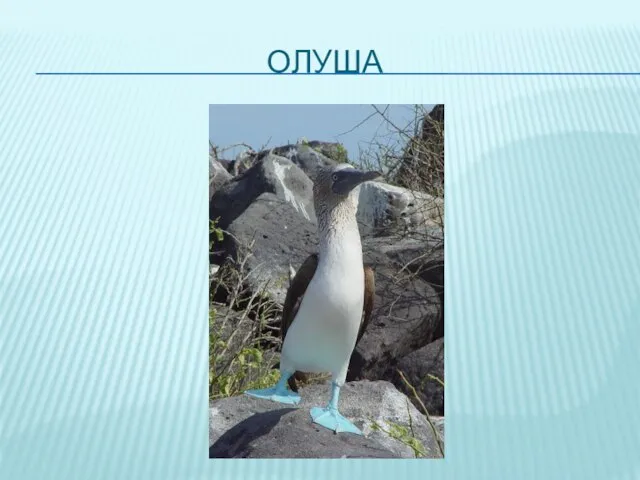 ОЛУША