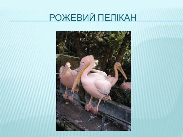 РОЖЕВИЙ ПЕЛІКАН