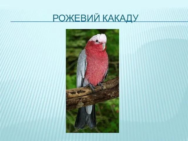 РОЖЕВИЙ КАКАДУ