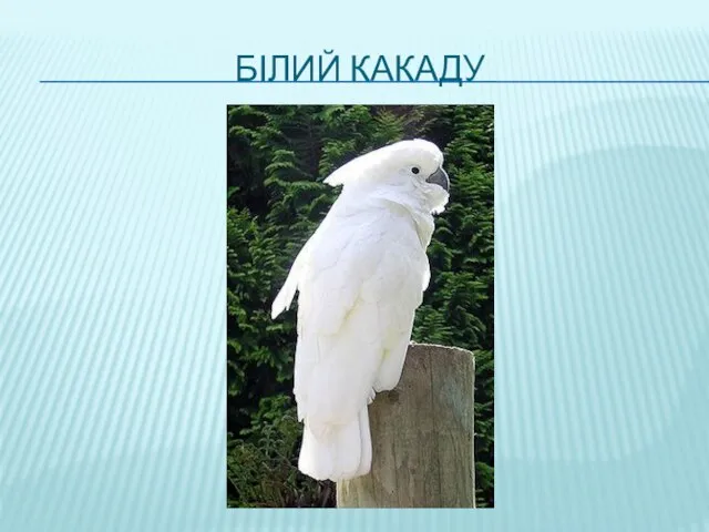 БІЛИЙ КАКАДУ