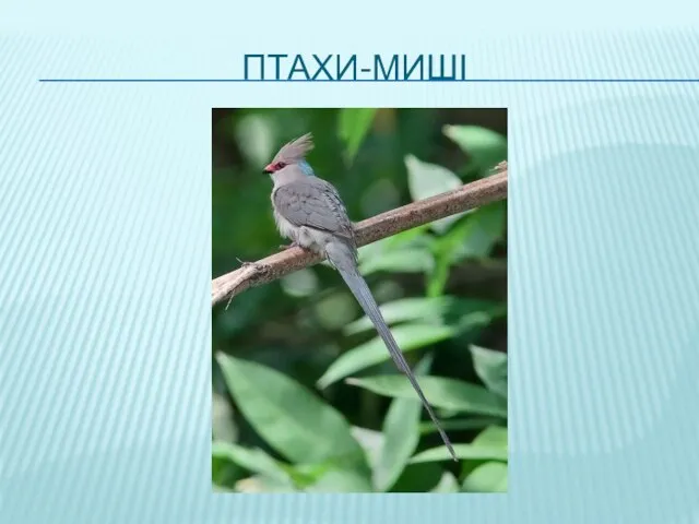 ПТАХИ-МИШІ