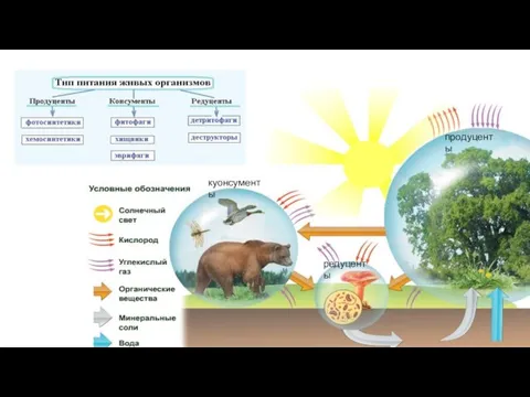 куонсументы продуценты редуценты