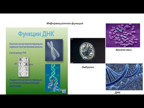 Информационная функция Эмбрион ДНК Хромосомы