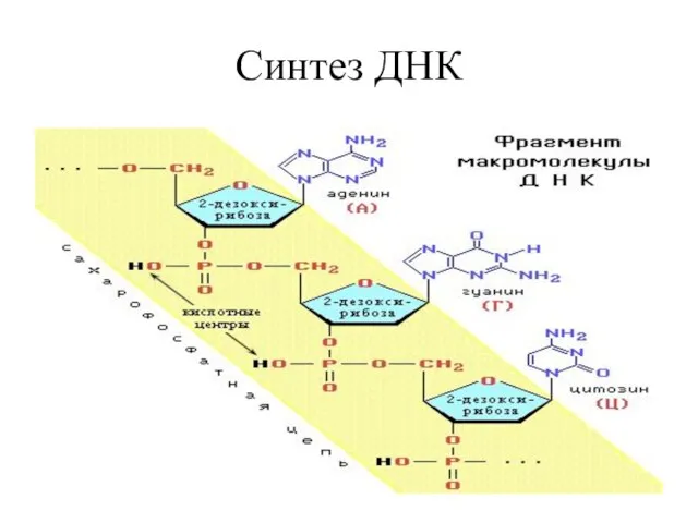 Синтез ДНК