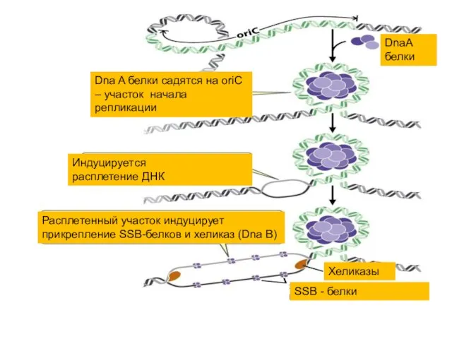 DnaА белки Dna A белки садятся на oriC – участок начала