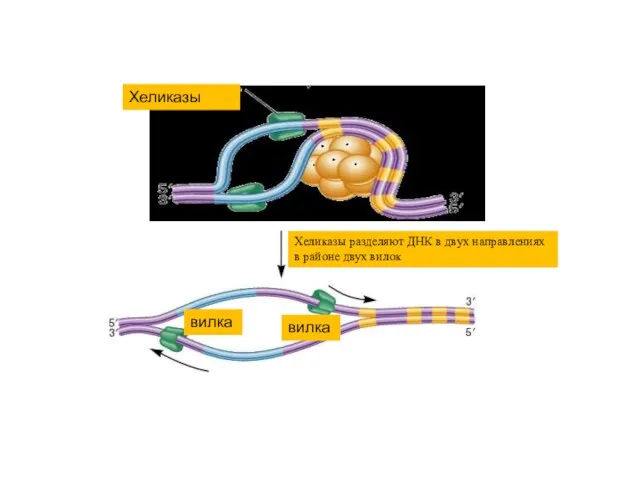 Хеликазы Хеликазы разделяют ДНК в двух направлениях в районе двух вилок вилка вилка
